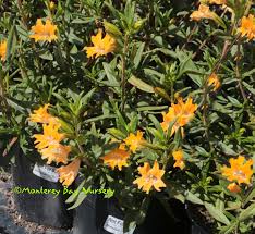 Image result for Commicarpus grandiflorus