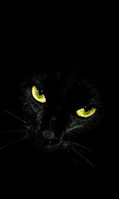 Fond D Ecran Chat Noir Dans Le Noir Fond D Ecran Chat Jolis Chats Animaux Mignons