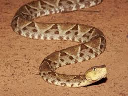 birdgirl: My first snake in South America