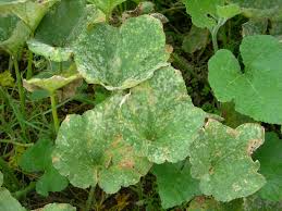 Image result for mildew on cucumbers