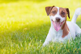 John russell, an old british country parson of the 19th century and the creator of the jack russell terrier breed, had some interesting choices for names for his own russy dogs. Jack Russell Terrier Dog Names Popular Male And Female Names Wag