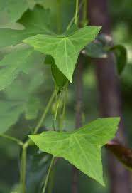 Image result for Zehneria tridactyla