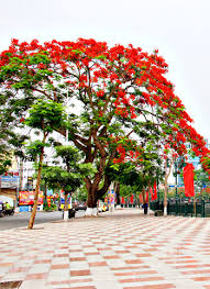 Tháng 3, chiêm ngưỡng những cây gạo già ra hoa rực đỏ nơi miền trung. Lá»… Há»™i Hoa PhÆ°á»£ng Ä'á» Láº§n Thá»© 3