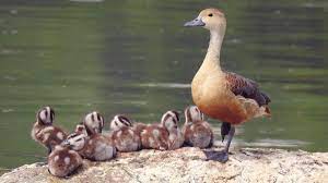 We did not find results for: Fulvous Whistling Duck Audubon Field Guide