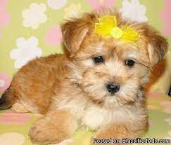We did not find results for: Shorkie And Yorkie Puppies For Sale Baltimore Maryland Price 350 For Sale In Baltimore Maryland Yorkie Puppy For Sale Yorkie Puppy Teacup Yorkie Puppy