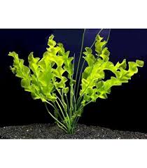 Image result for Aponogeton