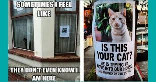 See more ideas about funny funny memes and clean funny memes. Lolcats Clean Lol At Funny Cat Memes Funny Cat Pictures With Words On Them Lol Cat Memes Funny Cats Funny Cat Pictures With Words On