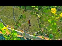 Nico, el hijo de ricardo arjona, muestra su talento en la batería. Copa De Oro Trasplantar Copa De Oro Solandra Maxima Como Reproducir Youtube