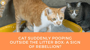 Cats are particular about their cleanliness and grooming, but they can exhibit confusing behaviors, like scratching the floor after pooping. Cat Suddenly Pooping Outside The Litter Box A Sign Of Rebellion Kitty Cats Blog