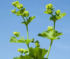 Image result for Alchemilla johnstonii