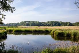 Bio zwembad of zwemvijver aanleggen? John Vancoillie Streek Gr Waas En Reynaertland