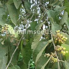 Image result for Guazuma