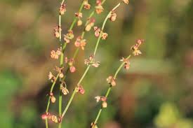 Image result for Rumex ruwenzoriensis