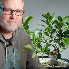Ficus Bonsai: From Mass Market to Masterpiece!