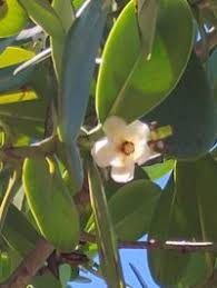 Image result for Clusiaceae