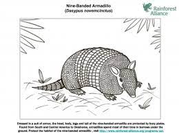 To print armadillo coloring pages click on the link of required size.this will open a new window of printable coloring image.in the new window you will see print link on upper right corner of window. Nine Banded Armadillo Coloring Page Rainforest Alliance