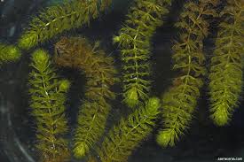 Image result for Aldrovanda