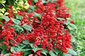 Pin On Salvia