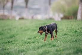 Image result for sedmihradský honič