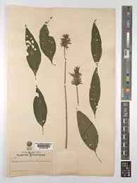 Image result for Megalochlamys