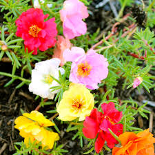 Place it in the front of your flower garden. Moss Rose Seeds Portulaca Double Mixed Colors Ferry Morse Home Gardening 202 S Washington St Norton Ma 02766