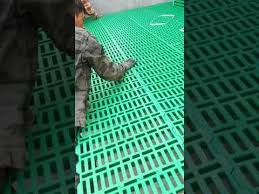 Installation Of Plastic Slat Floor For Goats Sheep Youtube In 2020 Goats Goat House Flooring