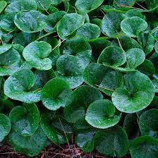 European Wild Ginger Finegardening Oregano Plant Oregano Seeds Plants