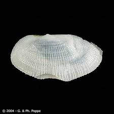 Image result for Galeomma