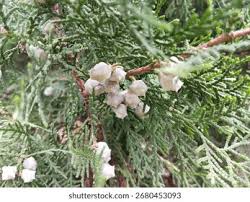 Image result for cuttings thujas