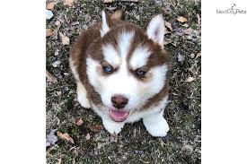 Check them out to find your new husky! K Man Siberian Husky Puppy For Sale Near Fayetteville North Carolina 85f6224e 01d1