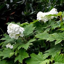 Image result for Hydrangea quercifolia