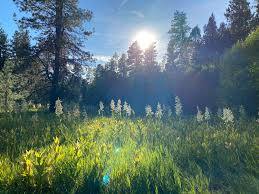 Black canyon wilderness at 13,400 acres. Press Release Victory In The Ochoco National Forest Central Oregon Landwatch