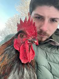 Rooster comb clotting treatment options needed