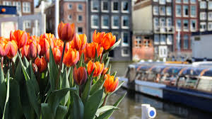 I (order) a taxi to take me to the airport. Tulp Festival 2022 Tulip Festival Amsterdam