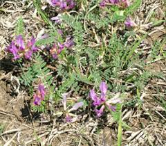 Image result for Astragalus
