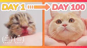 See more of cats and kittens on facebook. Spam This Movie To Who Doesn T Like Cat Kitten Grow Complete Different In 100 Days Youtube