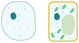 Chlorophyll, which gives plants their green color, enables them to use sunlight to convert water and carbon. File Differences Between Simple Animal And Plant Cells En Svg Wikimedia Commons