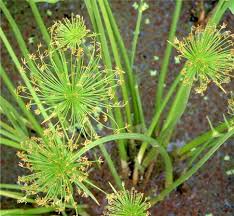 Image result for Cyperus