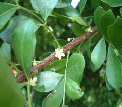 Image result for Trichilia prieuriana