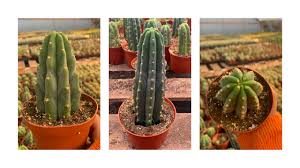 Free shipping on orders over $25 shipped by amazon. San Pedro Care And Buy Online Youtube