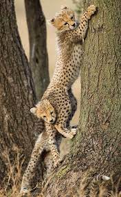 Spot The Cheet One Helps The Other Climb Tree Animals Beautiful Animals Wild Animals