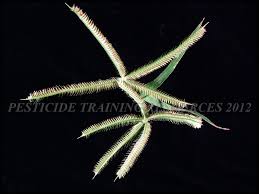 Image result for Dactyloctenium aegyptium