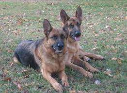 Explore 67 listings for full german shepherd puppies for sale at best prices. Von Tief Shepherds Northern German