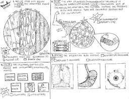 Muscular System Coloring Sheet Body Systems Tpt