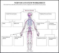 Download this peripheral nervous system medical vector illustration diagram with full body nerve scheme vector illustration now. Blank Nervous System Diagram Neovin Noiseless Telecaster Wiring Diagram Begeboy Wiring Diagram Source