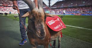 Mascot hennes viii in 1963, fc köln was selected as one of the original 16 teams to play in the bundesliga, germany's new professional football league. One Off 1 Fc Koln Hennes Rug In Dkms Design