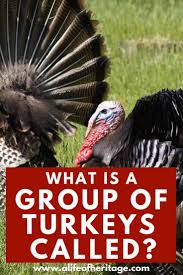 Wild Birds That Look Like Turkeys What Is A Group Of Turkeys Called And History Behind Name Turkey Calling Raising Turkeys Bird Hunting