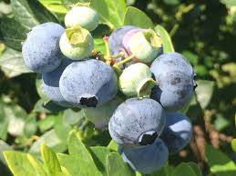 With that out of the way, below is a list of eight delicious wild berries. Another Challenging Season For Florida S Blueberry Producers Vsc News