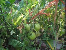 We did not find results for: Square Foot Gardening