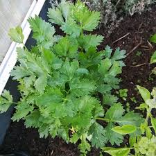 Mein Blattsellerie Wir Regelmassig Fur Suppen Co Geerntet Ich Finde Er Ist Ein Must Have Im Garten Krauter Garten Sellerie Blatt Garten Sellerie Suppen